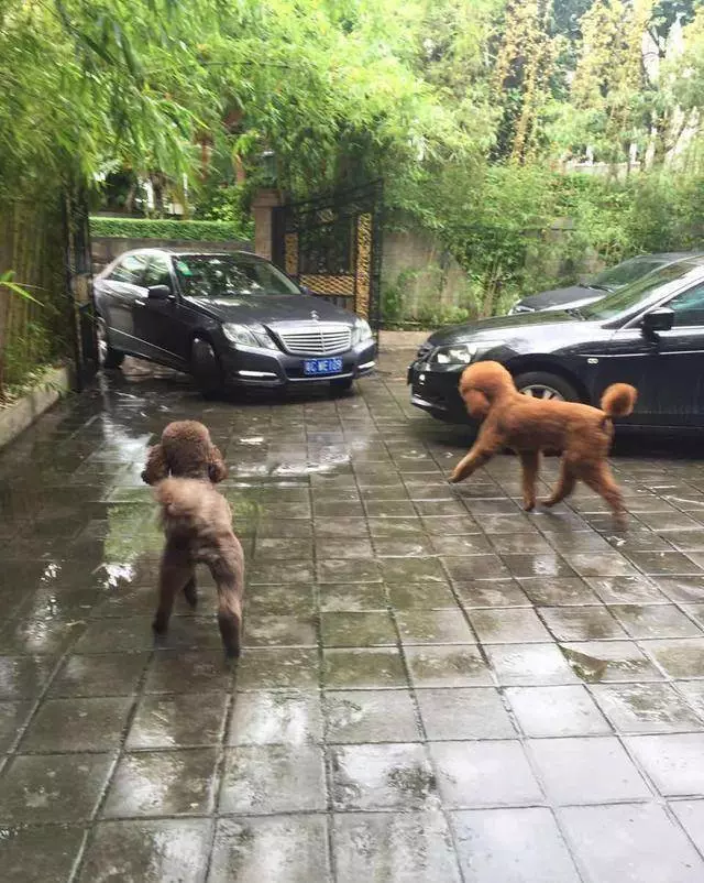 得知出差的主人即將回來,可把兩隻貴賓犬開心壞了