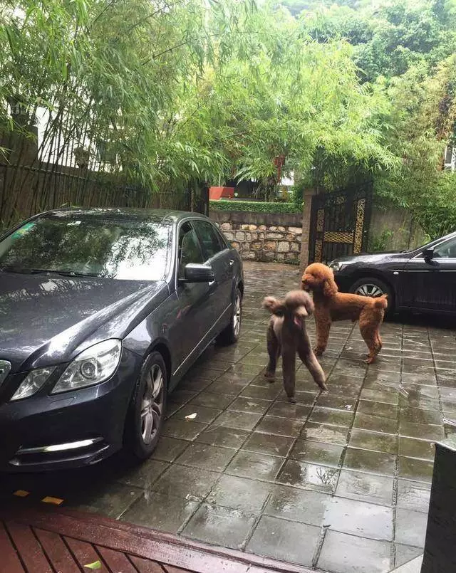 得知出差的主人即將回來,可把兩隻貴賓犬開心壞了