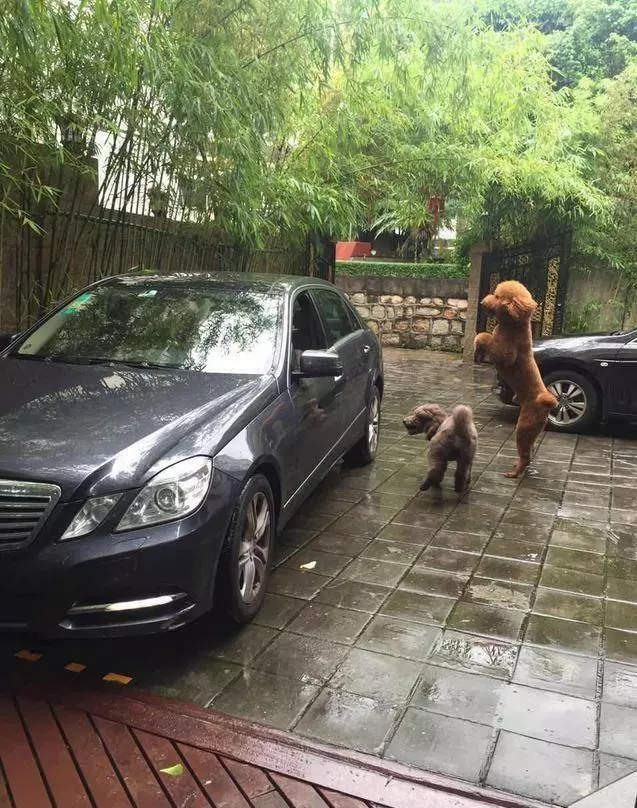 得知出差的主人即將回來,可把兩隻貴賓犬開心壞了