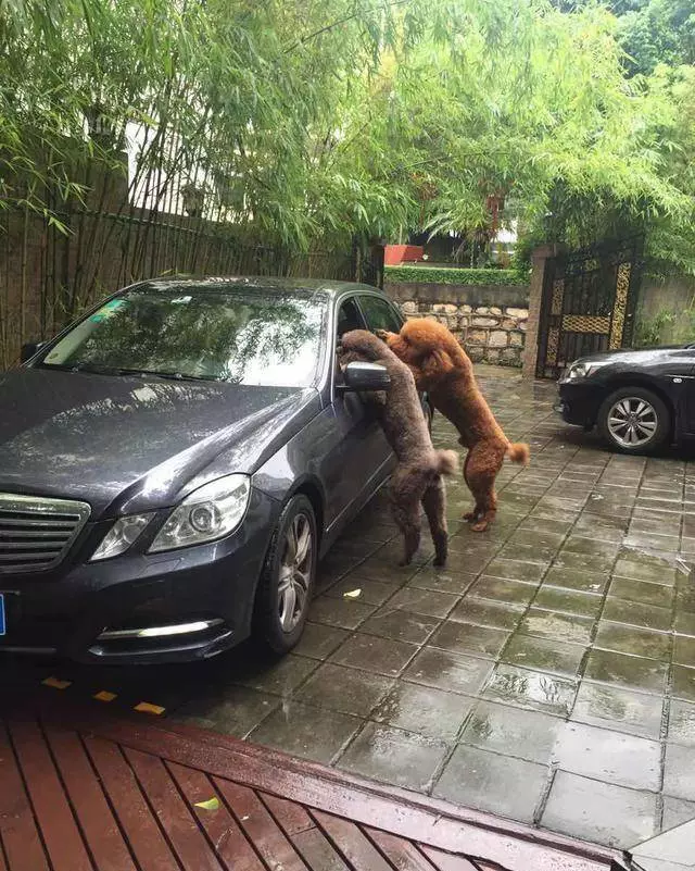 得知出差的主人即將回來,可把兩隻貴賓犬開心壞了