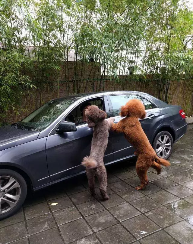 得知出差的主人即將回來,可把兩隻貴賓犬開心壞了