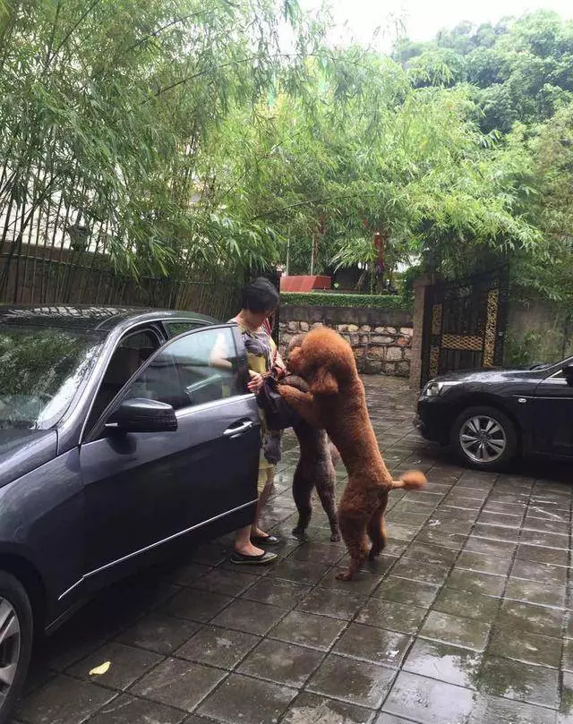 得知出差的主人即將回來,可把兩隻貴賓犬開心壞了