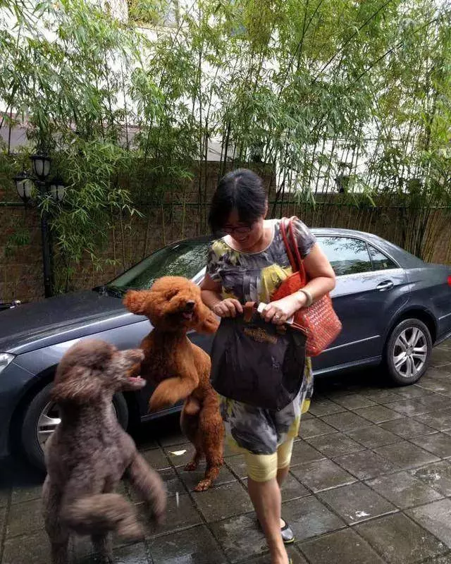 得知出差的主人即將回來,可把兩隻貴賓犬開心壞了