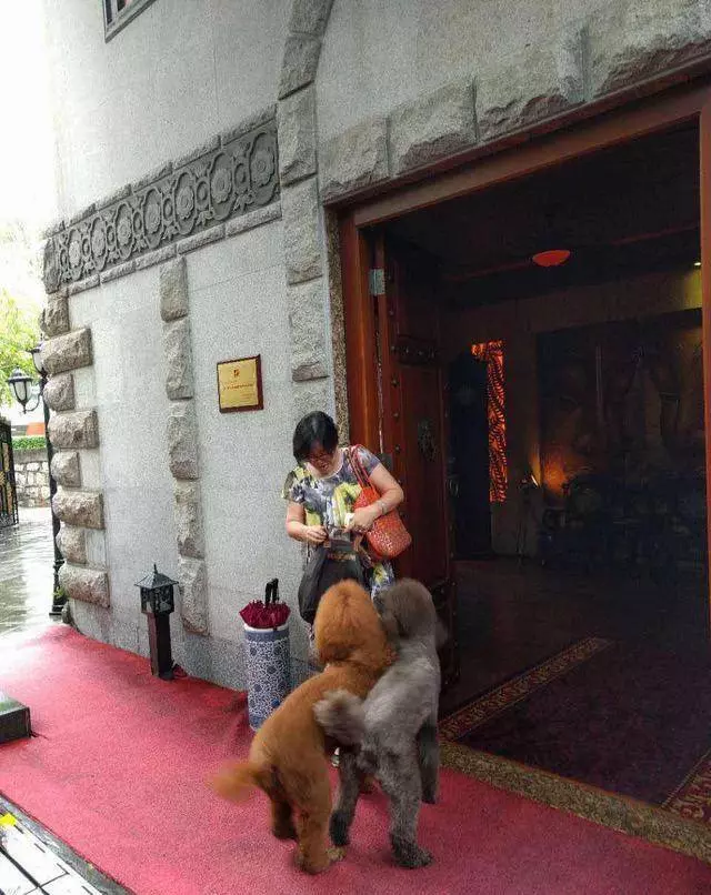 得知出差的主人即將回來,可把兩隻貴賓犬開心壞了