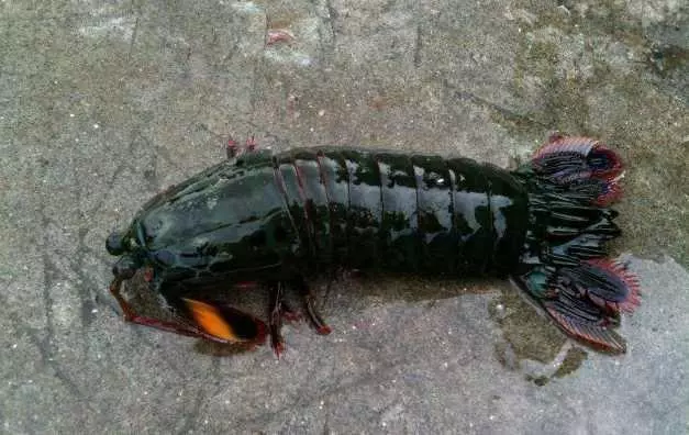 男子海邊掉到奇怪龍蝦,捨不得吃放魚缸飼養沒想到悲劇發生了!