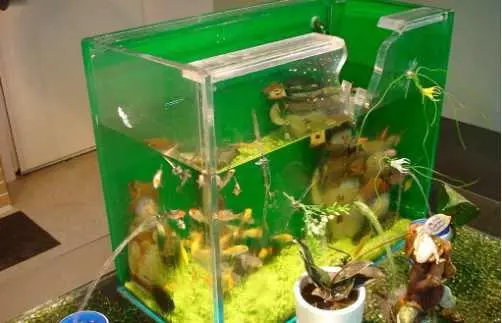 男子海邊掉到奇怪龍蝦,捨不得吃放魚缸飼養沒想到悲劇發生了!
