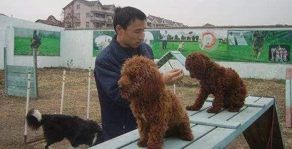 不要再說討厭貴賓犬了,你不知道人家有多優秀