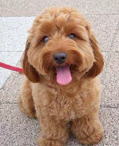 不要再說討厭貴賓犬了,你不知道人家有多優秀
