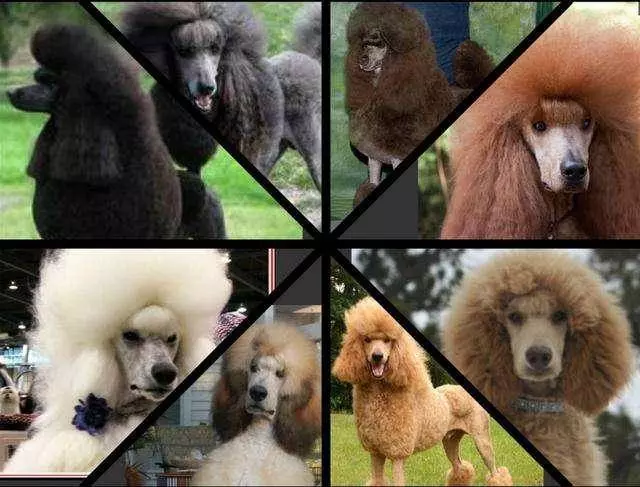 不要再說討厭貴賓犬了,你不知道人家有多優秀