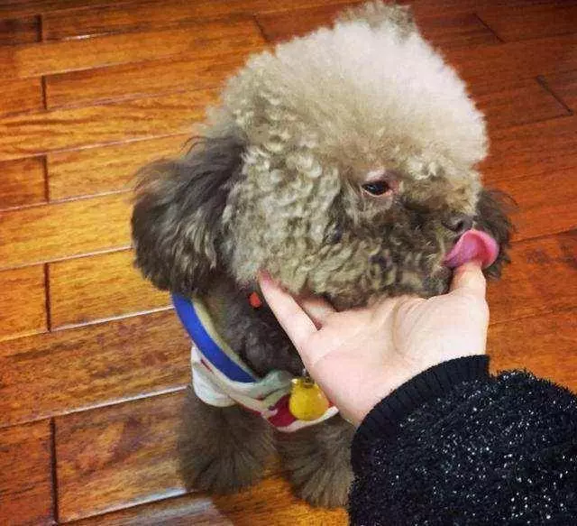 不要再說討厭貴賓犬了,你不知道人家有多優秀