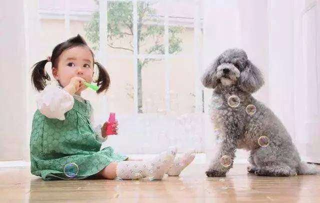 不要再說討厭貴賓犬了,你不知道人家有多優秀