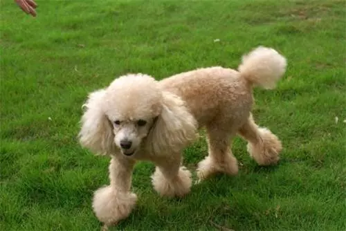 貴賓犬拉稀然後肚子響,11歲貴賓犬拉稀然後肚子響
