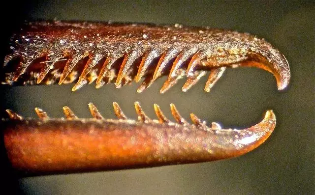 你見過煮熟的企鵝蛋嗎?盤點常見生物不為人知的真相