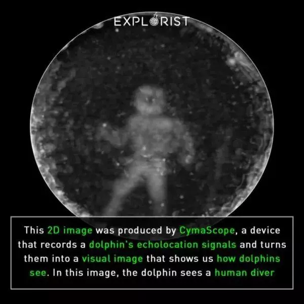 你見過煮熟的企鵝蛋嗎?盤點常見生物不為人知的真相
