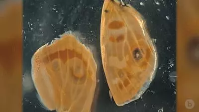 你見過煮熟的企鵝蛋嗎?盤點常見生物不為人知的真相