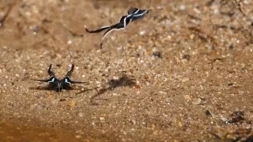 你見過煮熟的企鵝蛋嗎?盤點常見生物不為人知的真相