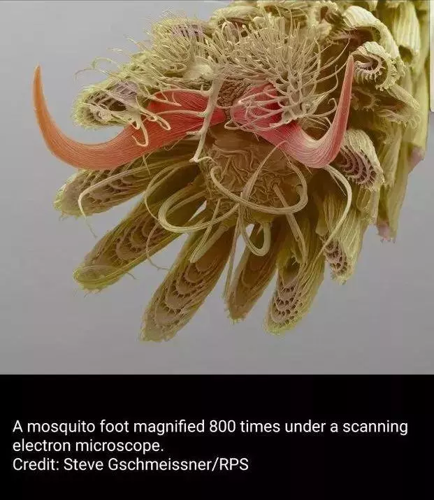 你見過煮熟的企鵝蛋嗎?盤點常見生物不為人知的真相