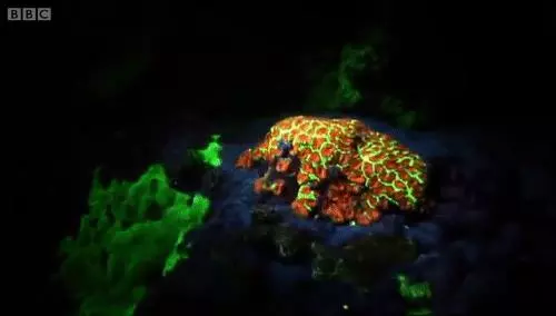 你見過煮熟的企鵝蛋嗎?盤點常見生物不為人知的真相