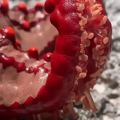 你見過煮熟的企鵝蛋嗎?盤點常見生物不為人知的真相