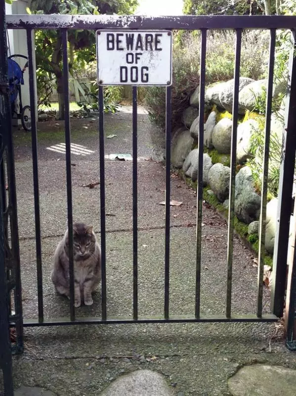 讓主子完全沒面子的15隻「超兇猛惡犬」!甚至還有點太萌了