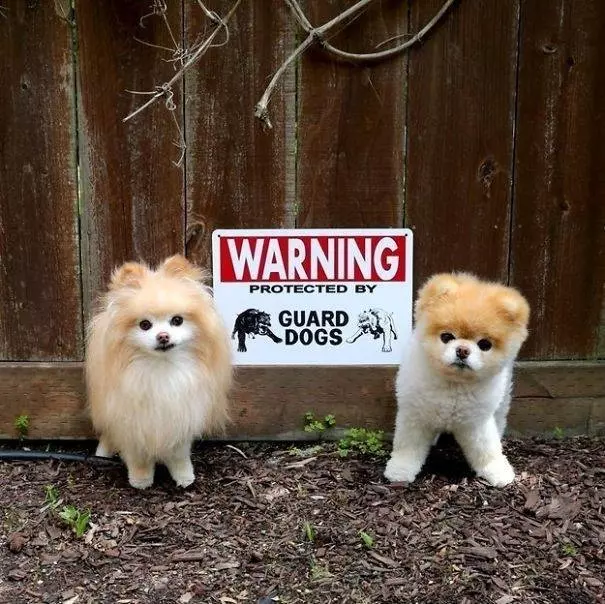 讓主子完全沒面子的15隻「超兇猛惡犬」!甚至還有點太萌了