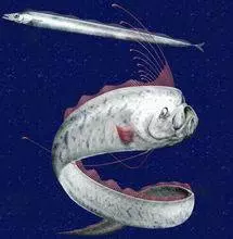 男子抓到一條奇怪的大魚,發往朋友圈,卻導致一些人搬家了 !