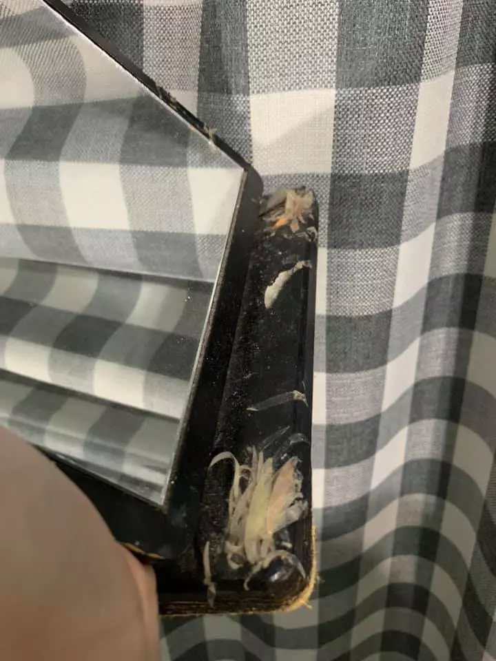 以為有喇牙!女友房間驚見「放射狀多腳肉蟲」嚇壞 靠近一看「異形真面目」網推爆:女生才懂的苦 !