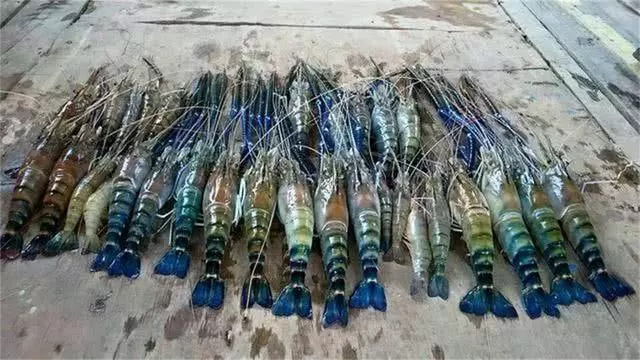 湄公河大蝦入侵,遊客紛紛來釣「巨無霸蝦」,每隻最少1斤重!