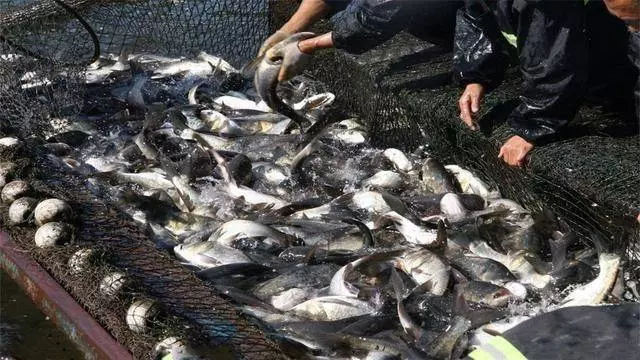 湄公河大蝦入侵,遊客紛紛來釣「巨無霸蝦」,每隻最少1斤重!