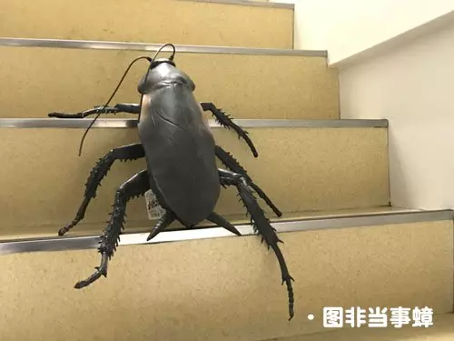 客廳驚現大蟑螂 岳母徒手拍死它 !