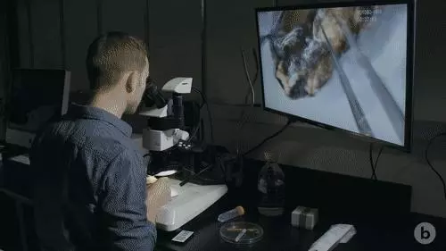 你見過煮熟的企鵝蛋嗎?盤點常見生物不為人知的真相!