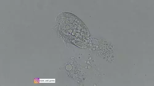 你見過煮熟的企鵝蛋嗎?盤點常見生物不為人知的真相!