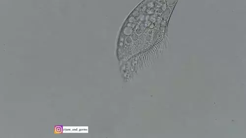 你見過煮熟的企鵝蛋嗎?盤點常見生物不為人知的真相!