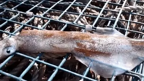 你見過煮熟的企鵝蛋嗎?盤點常見生物不為人知的真相!