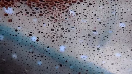 你見過煮熟的企鵝蛋嗎?盤點常見生物不為人知的真相!