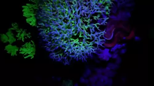 你見過煮熟的企鵝蛋嗎?盤點常見生物不為人知的真相!