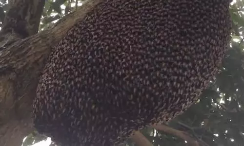 你見過煮熟的企鵝蛋嗎?盤點常見生物不為人知的真相!