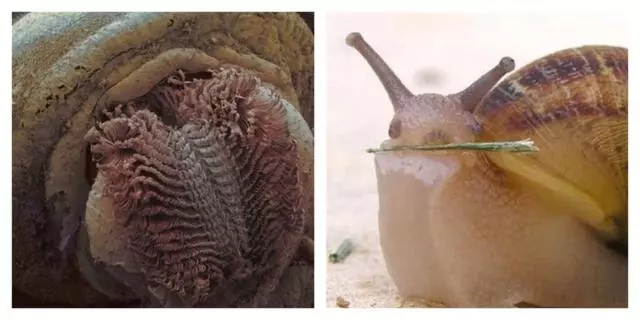 你見過煮熟的企鵝蛋嗎?盤點常見生物不為人知的真相!