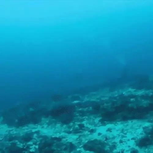 你見過煮熟的企鵝蛋嗎?盤點常見生物不為人知的真相!