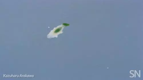 你見過煮熟的企鵝蛋嗎?盤點常見生物不為人知的真相!