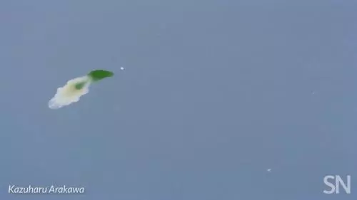 你見過煮熟的企鵝蛋嗎?盤點常見生物不為人知的真相!