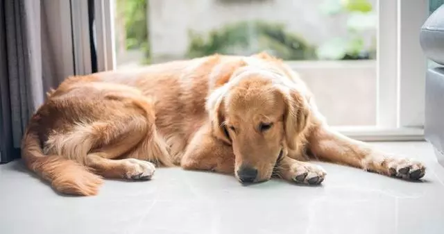 狗能分清死亡和離開?但寵物醫生不這樣認為,那是我們的錯覺嗎