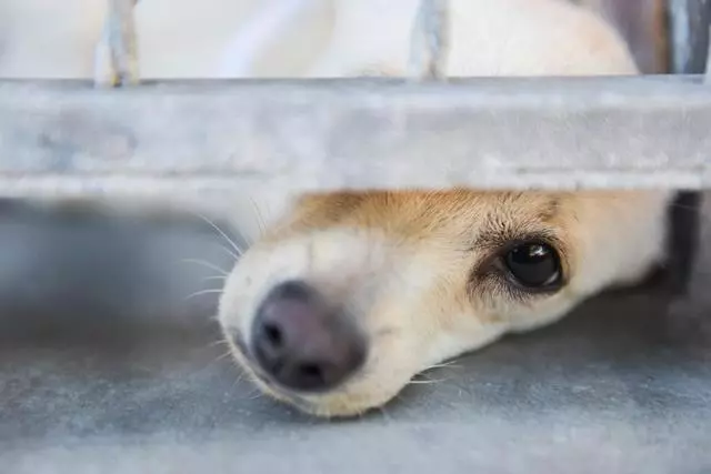 狗能分清死亡和離開?但寵物醫生不這樣認為,那是我們的錯覺嗎