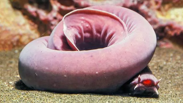 1秒膨脹10000倍,這美味可口的「外星異形」,黏液竟可擊退鯊魚!