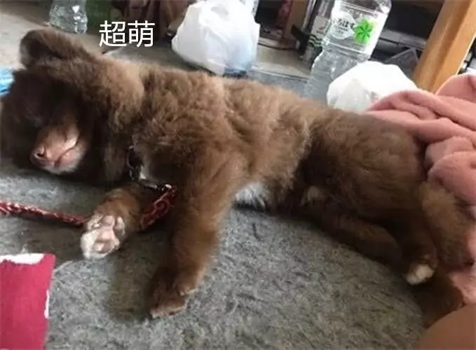 男子養了一隻狗,每次遛狗都遭路人誤會,熊大是你嗎