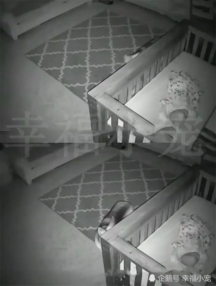 主人發現狗狗總是半夜溜進嬰兒房,看監控後才明白原因,真沒想到
