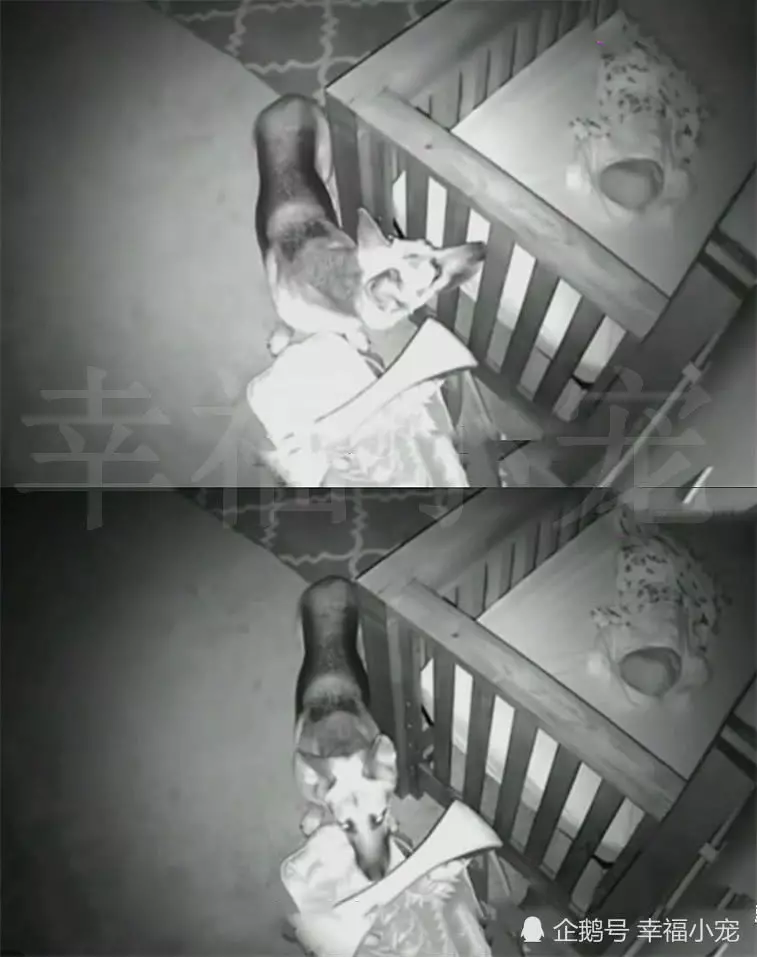 主人發現狗狗總是半夜溜進嬰兒房,看監控後才明白原因,真沒想到
