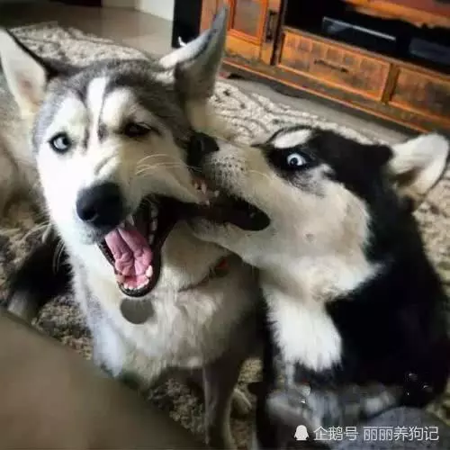 主人帶著二哈一起去拜年,讓二哈在樓下等著,回來一看招來了警察
