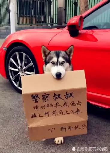 主人帶著二哈一起去拜年,讓二哈在樓下等著,回來一看招來了警察