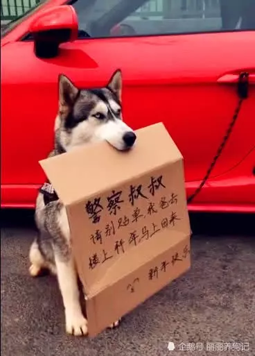 主人帶著二哈一起去拜年,讓二哈在樓下等著,回來一看招來了警察
